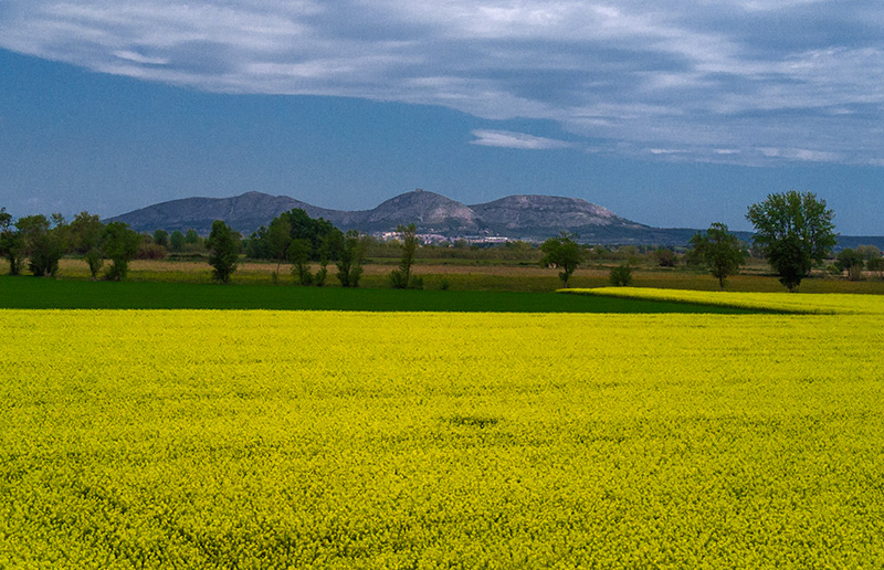 Colza  (Brassica napus)