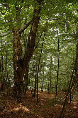 Fageda del Cim de Les Bruixes