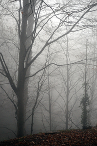 Fageda. Sant Marçal, Montseny.