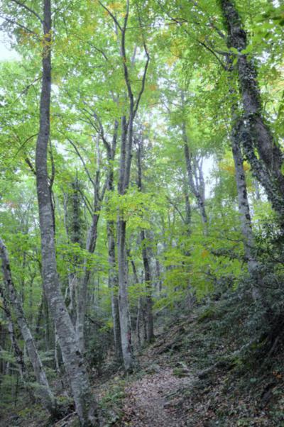 Fageda de la Serra de Finestres