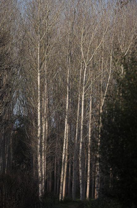 Pollancres (Populus nigra)