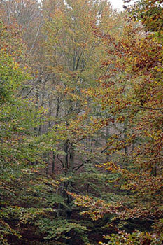 Boscos del Montseny