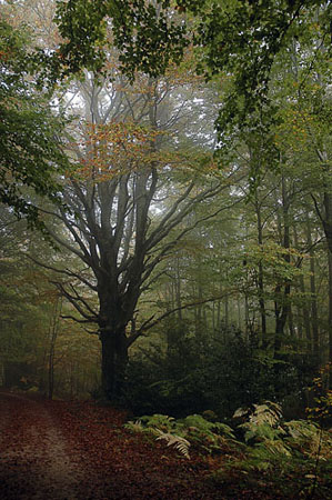 Boscos de Sant Marçal al Montseny