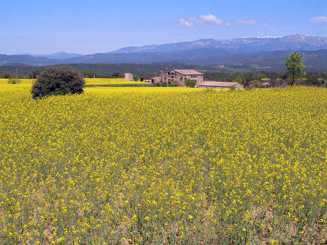 Camps de naps florits al Solsonès