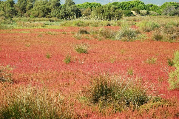 Delta del Llobregat a la tardor