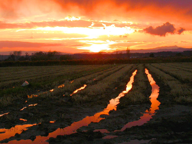 Posta de sol hivernal al arrossars de Pals