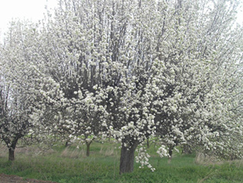 flores y más flores