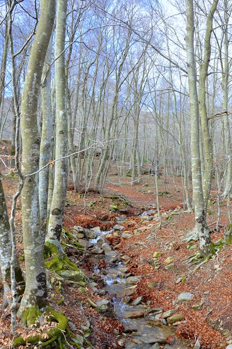 Riera de Santa Fe del Montseny