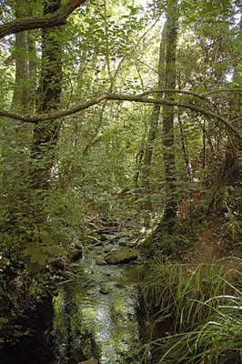 Riera de Vallcàrquera. Montseny.