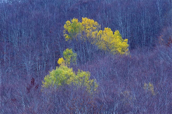 Colors de Tardor III-Montseny