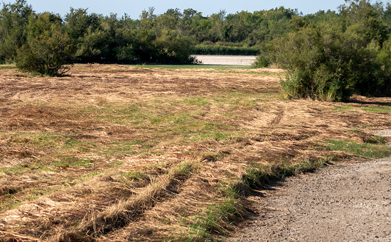 Aiguamolls de l'Empordà