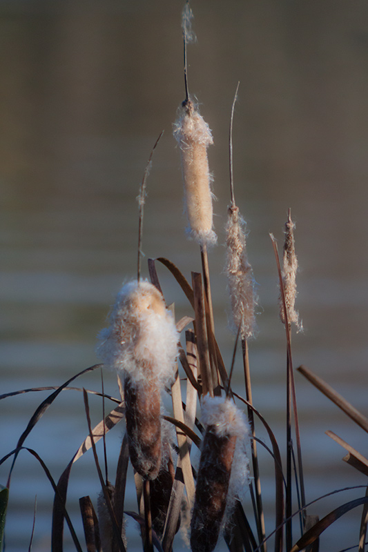 Boga. (Typha angustifolia)