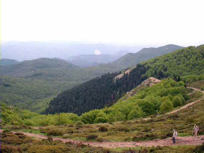 Avetosa del Montseny