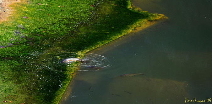 Carpa comú (Cyprinus Carpio) de picnic