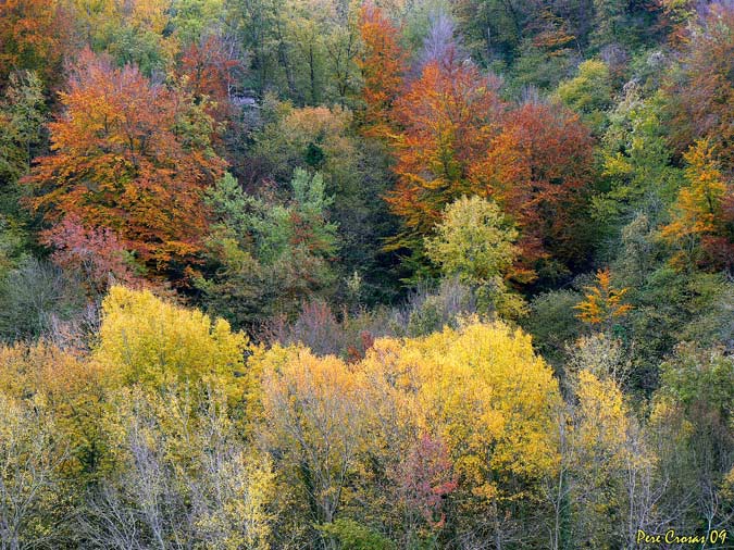 Colors de tardor