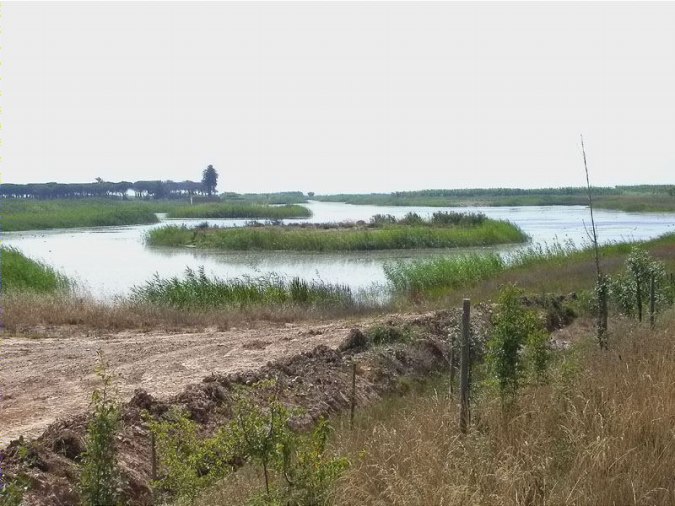 Llacuna del Cal Tet , Prat de Llobregat