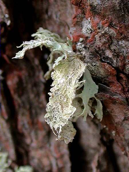 Ramalina canariensis J. Steiner