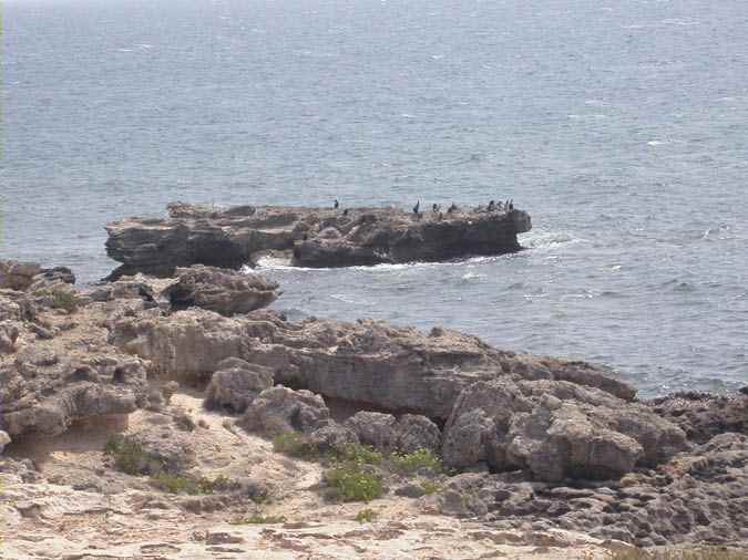 Cormoranes y hinojo marino, Es Ram, Formentera.