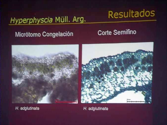 Comparación de cortes en Hyperphyscia adglutinata