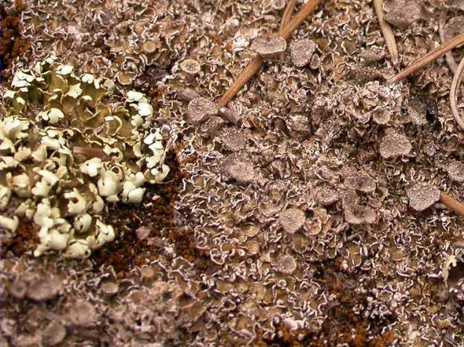 Cladonia foliacea (Huds) Willd. ssp. convoluta (Lam.) Clauzade et Roux, Cladonia pocillum (Ach.), Squamarina cartilaginea (With.) P.James