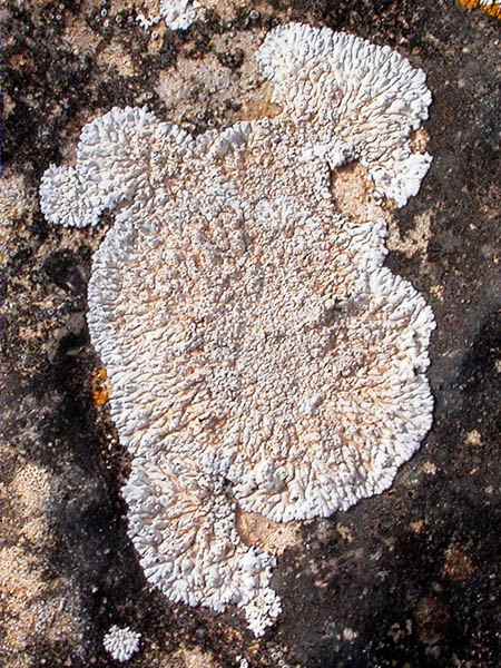 Coscinocladium gaditanum (Clemente) A. Crespo,Llimona & D. Hawksw. (=Lecanora lisbonensis Samp,;Coscinocladium occidentalis Kinze)