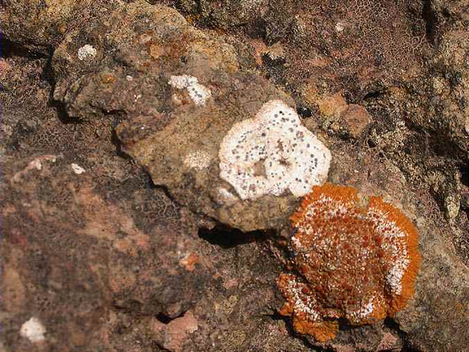 Caloplaca flavescens (Hudson)Laundon, Diplotomma epipolium (Ach.) Arnold, Catapyrenium squamulosum (Ach.) Breuss, Caloplaca subochracea Wern. em. Clauz. et Roux var. luteococcinea Clauz. et Roux