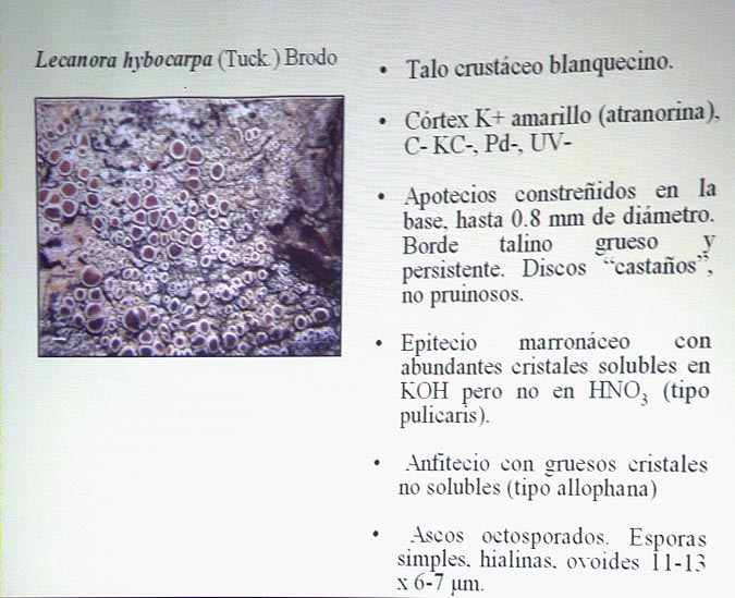 Lecanora hybocarpa (Tuck) Brodo