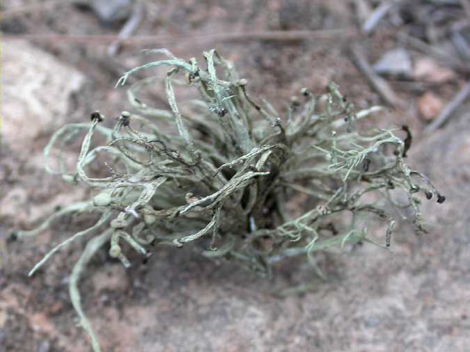 Ramalina implectens Nyl