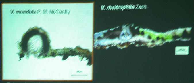 Secciones de talo, involucrelo y excípulo en V. mundula y V. rheitrophila