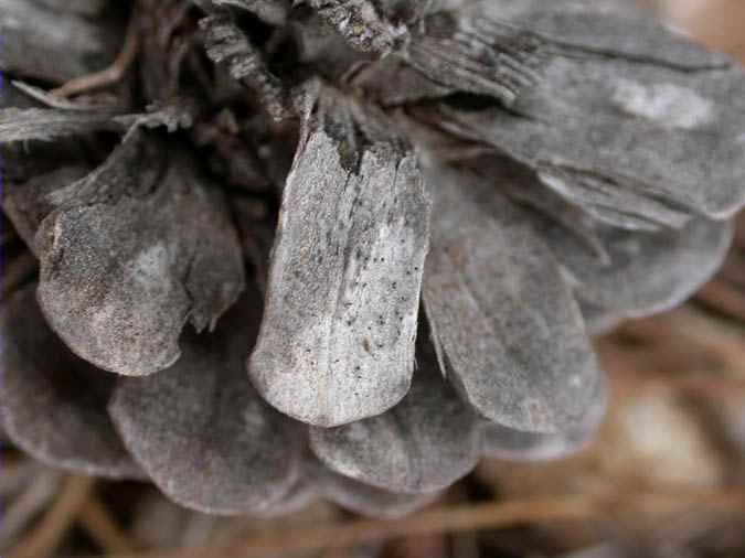 Mycocalicium llimonae Hladun & Muñiz, habitus