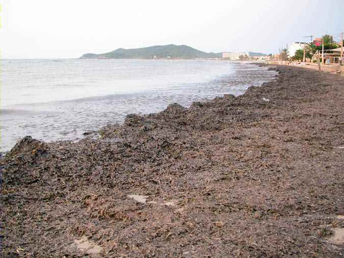 Acumulación costera de Posidonia, Platja d'En Bossa, Ibiza