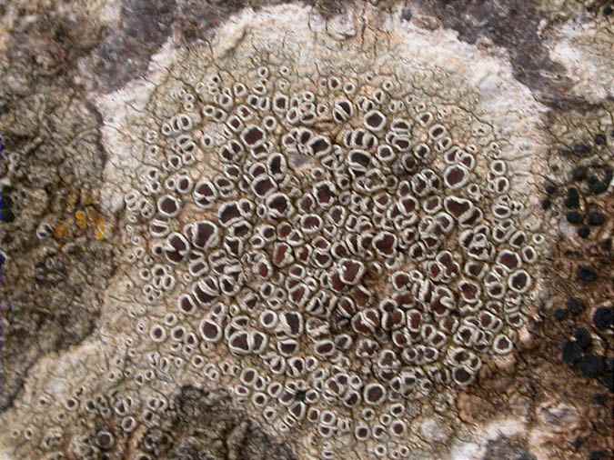 Lecanora pulicaris (Pers.) Ach y Caloplaca cerina (Ehrh. ex Hedw.) Th. Fr.