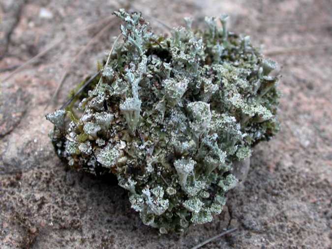 Cladonia phyllophora Hoffm.