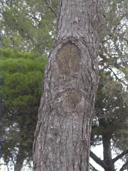 Escoba de brujas (Candidatus Phytoplasma pini)