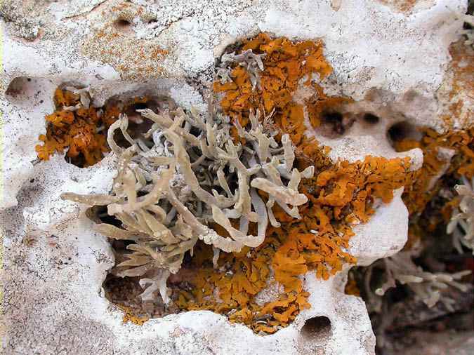 Rocella phycopsis Ach, Xanthoria calcicola Oxner, Caloplaca subochracea (Wedd) Wener v. subochracea, Lecanographa sp.