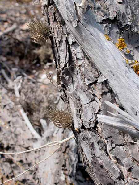 Roccella phycopsis (Ach.) Ach y Xanthoria parietina (L.) Th.Fr.