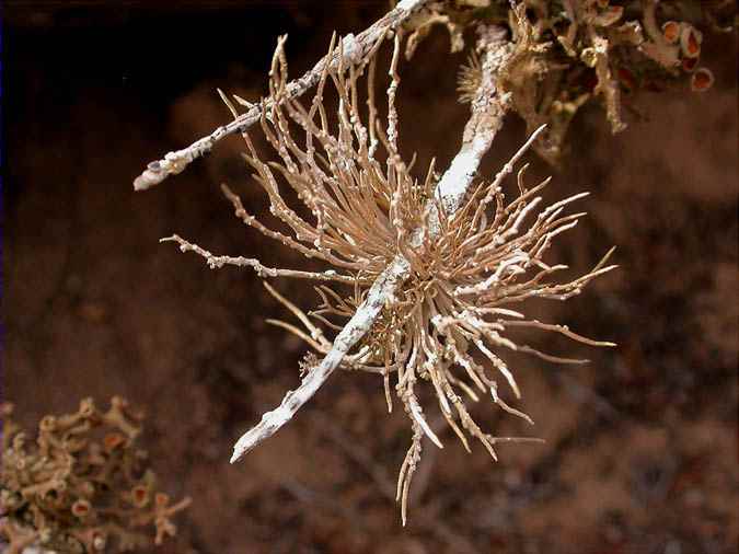 Roccella phycopsis (Ach.) Ach. rodeada de Teloschistes villosus