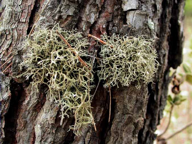 Tornabea scutellifera (With.) Laundon (= T. atlantica)