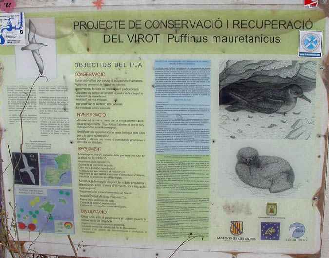Virot, Pardela balear (Puffinus mauretanicus)