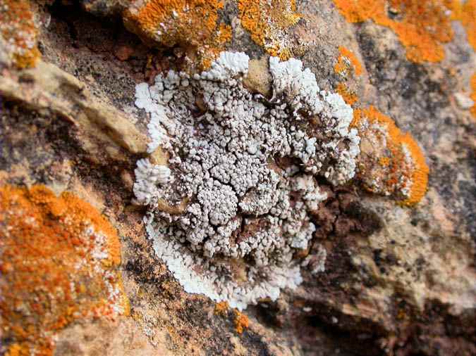 Solenopsora cessatii (A. Massal) Zahlbr. v. cessatii, Caloplaca flavescens (Hudson) Laundon