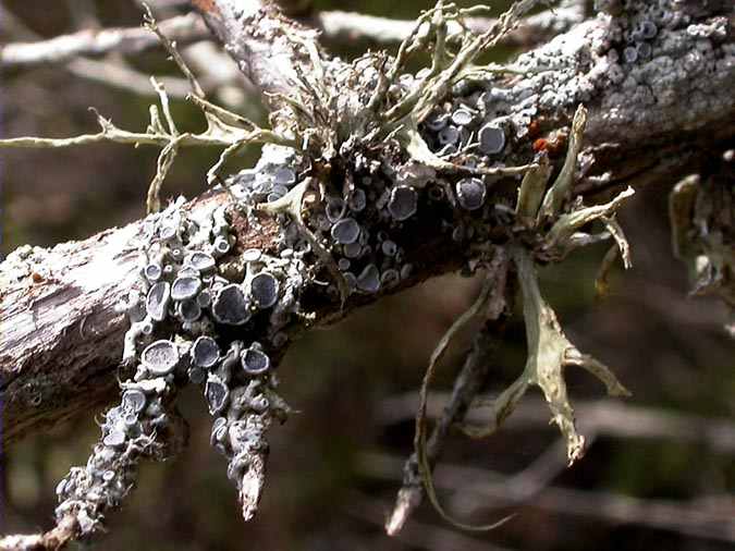 Physcia aipolia (Humb.) Hampe y Ramalina sp-