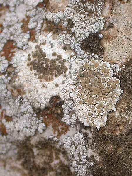 Lecanora albescens (Hoffm.) Branth & Rostr.