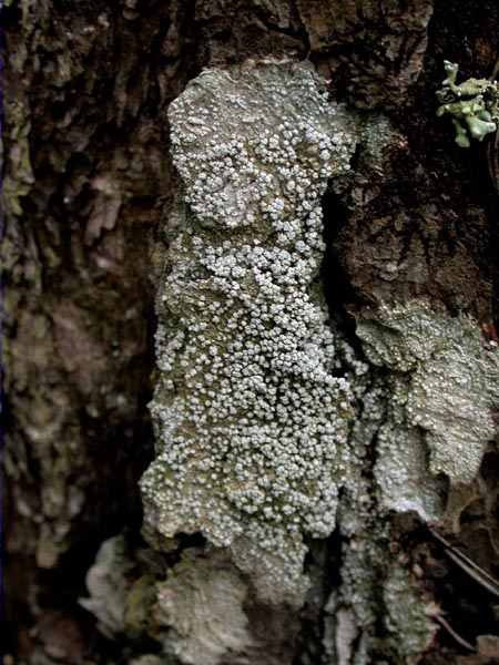 Pertusaria amara (Ach.) Nyl