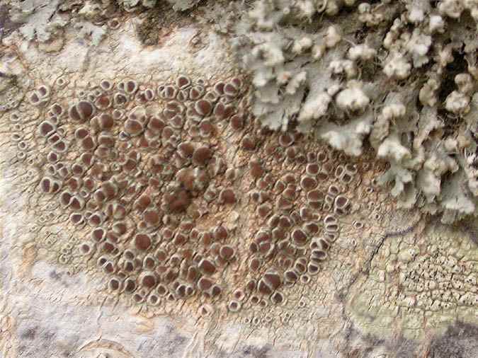 Lecanora argentata (Ach.) Malme, Physcia adscendens (Fr.) Oliv., Lecidella elaeochroma (Ach.) M. Choisy ?