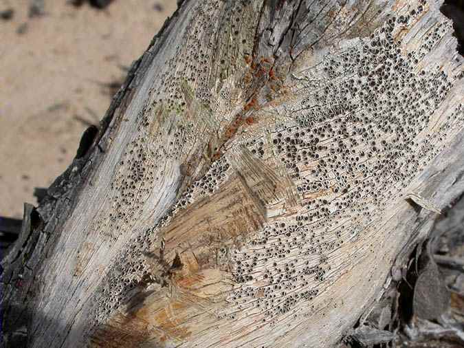 Bactrospora patellarioides (Nyl.) Almq. y Caloplaca pollinii (A. Massal) Jatta