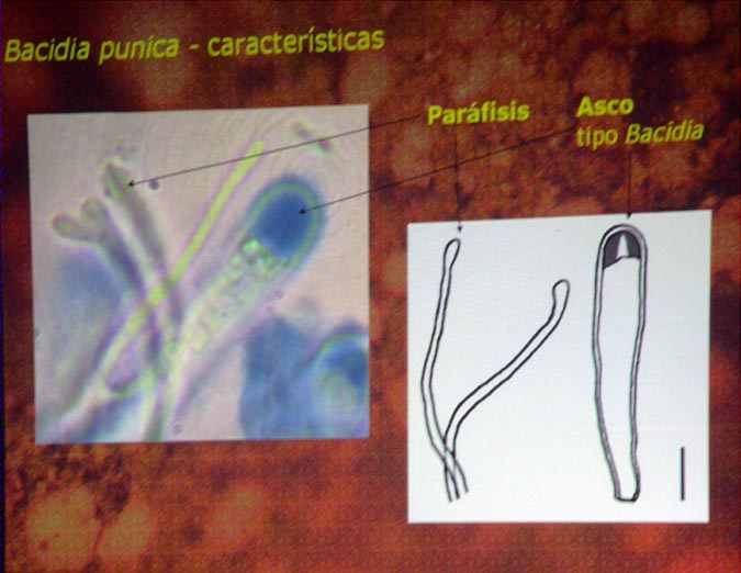 Bacidia punica E. Llop detalle de parafisis y ascos