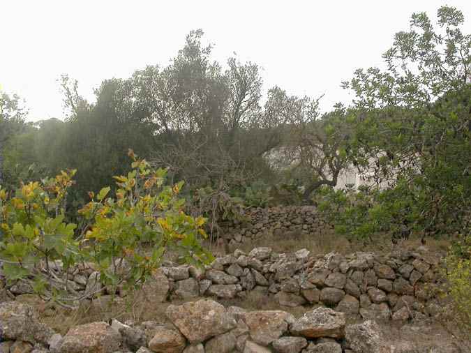 Pla de Corona, Ibiza, frutales abandonados