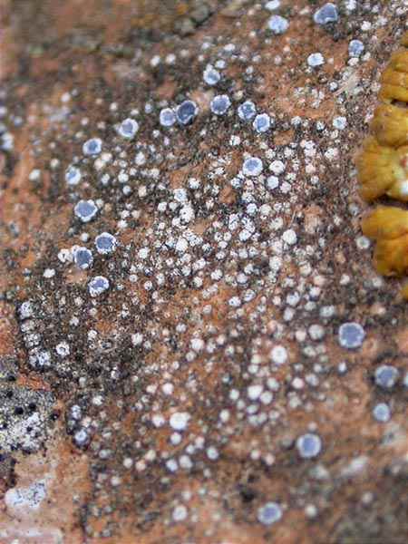 Lecanora crenulata Hook