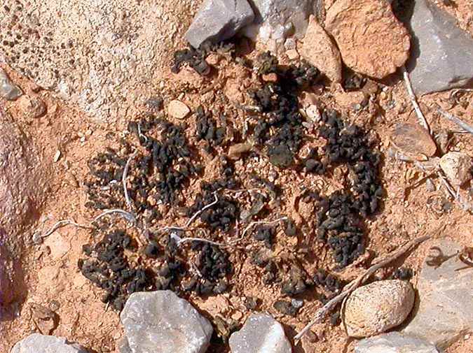 Collema cristatum (L.) F.H. Wigg