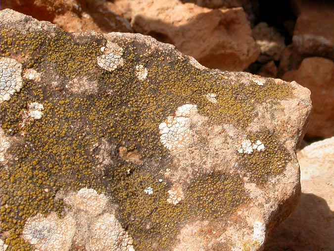 Candelariella oleaginescens Rondon habitus